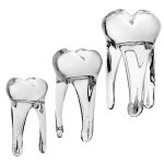 Glaszahn Trophäe 14cm weiß