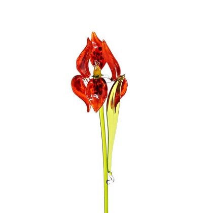 Iris Blumen (40-45cm)