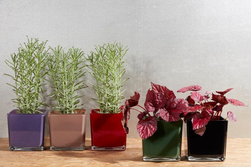Blumenübertopf Glaswürfel Tischdekoration H 14cm Grün